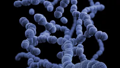 illustration of Streptococcus pneumoniae bacteria